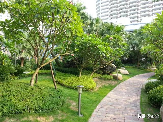 收藏丨園林綠化施工中苗木的管理技術（園林苗木管理與養護）