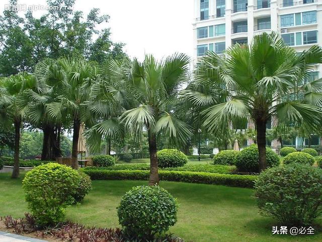 收藏丨園林綠化施工中苗木的管理技術（園林苗木管理與養護）