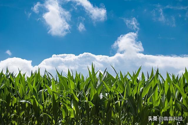 農業認養app融入直播模式怎么開發？（認養農業app模式定制開發）